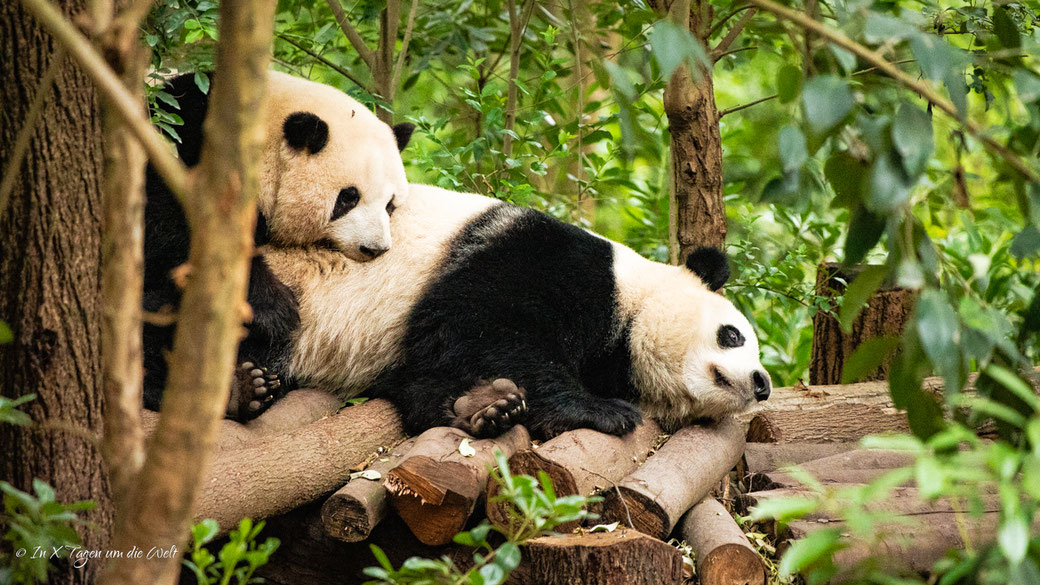 Chengdu Research Base of Giant Panda Breeding