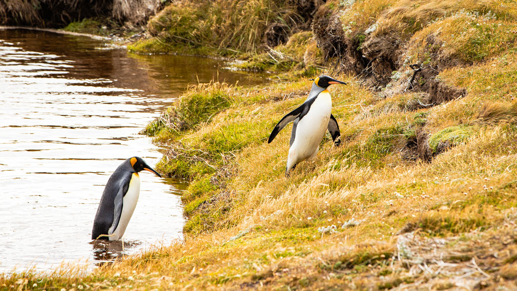 Parque Pingüino Rey in Chile – Königspinguine auf Feuerland