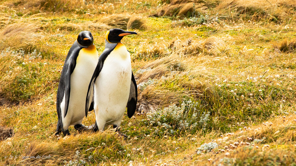 Parque Pingüino Rey in Chile – Königspinguine auf Feuerland