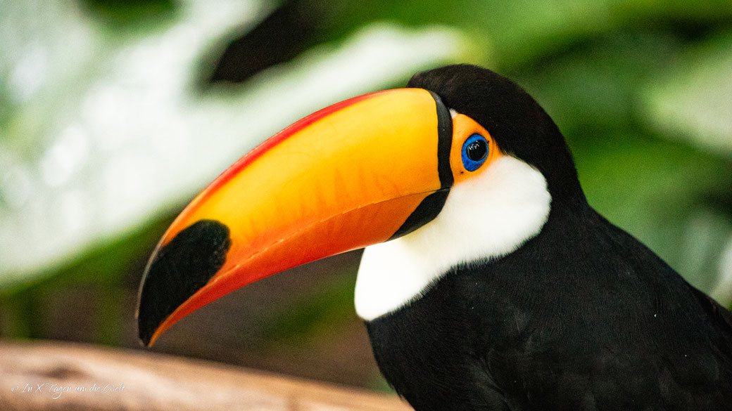 Iguazu Vogelpark Parque das Aves Brasilien