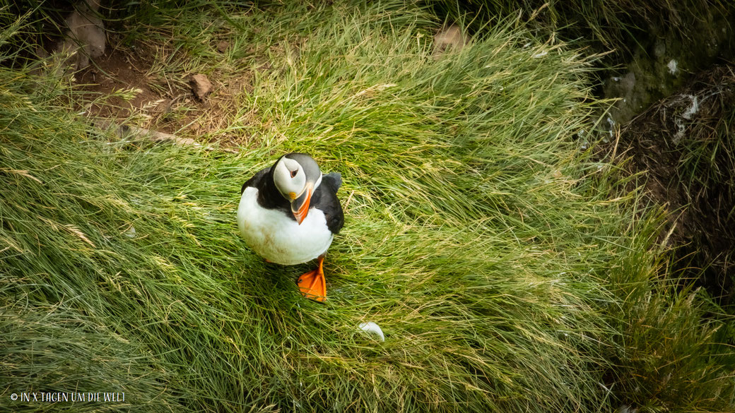 Puffin Island