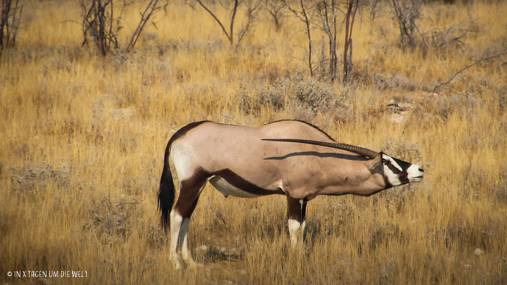 Oryx, Etosha, Namibia, Afrika, Safari