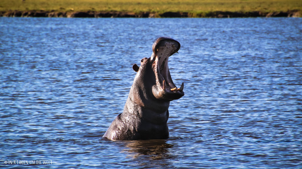 Nilpferd, Hippo, Pirschfahrt, Game Drive, Chobe Nationalpark, Botswana, Safari, Fluss