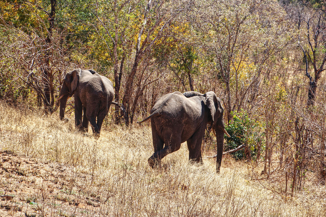 Elefanten, Pirschfahrt, Simbabwe, Safari