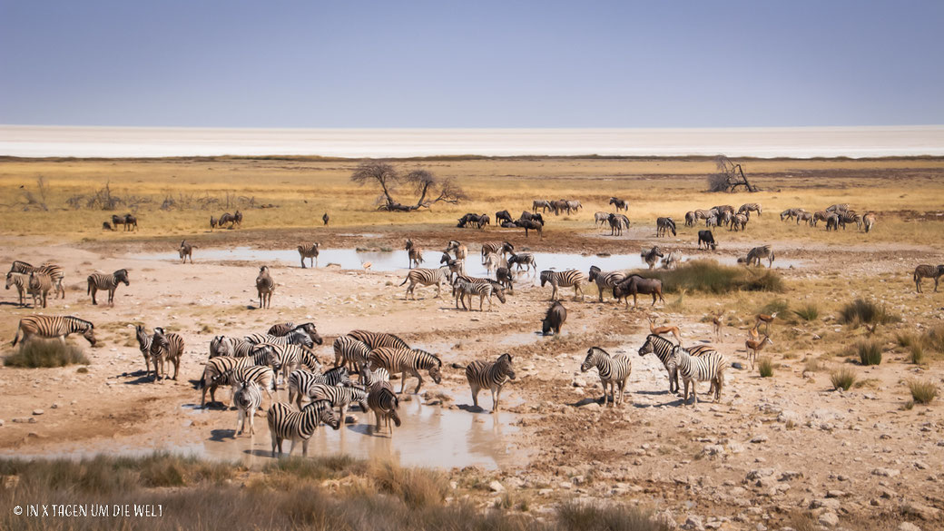 Zebra, Gnus, Wasserloch, Etosha, Namibia, Safari