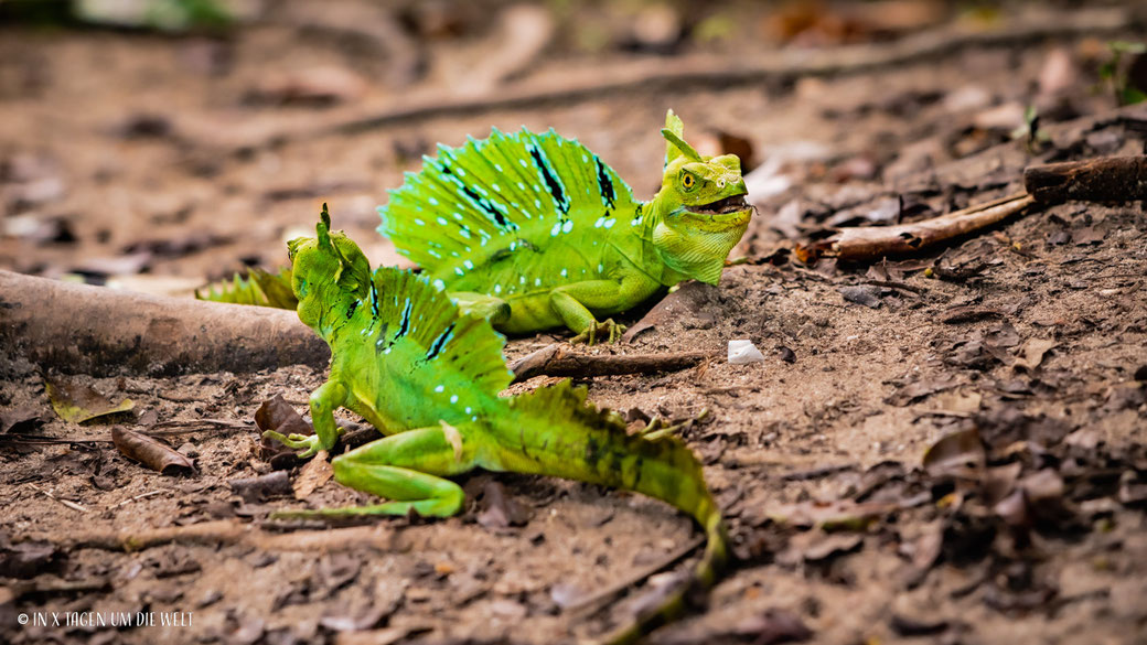 Cahuita Nationalpark in Costa Rica