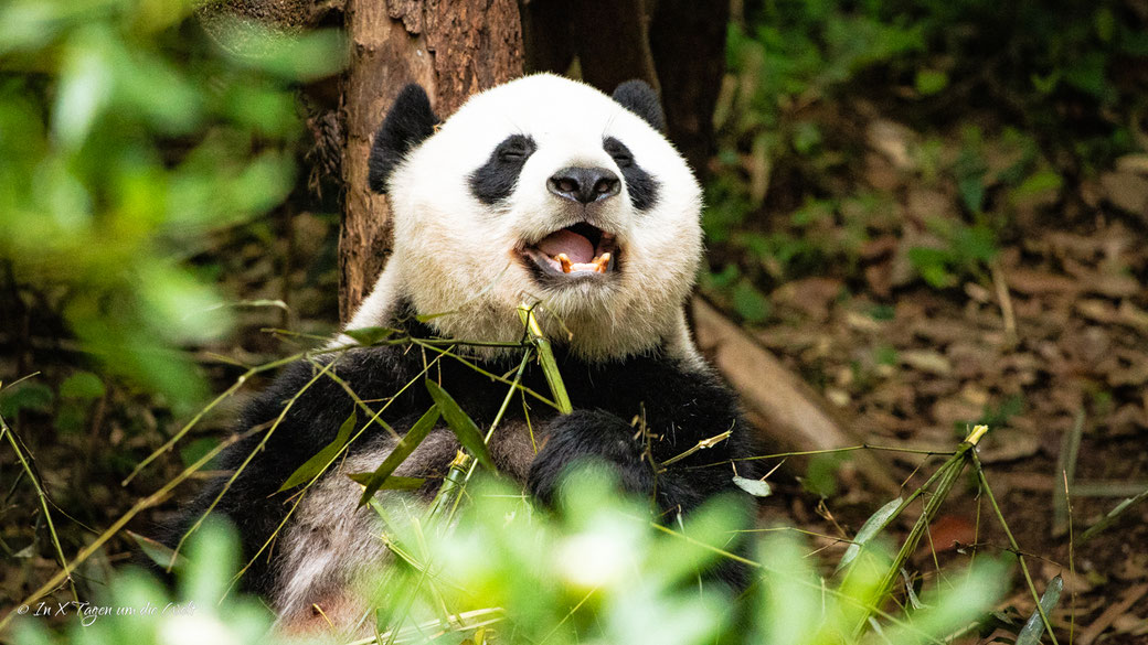China individuell bereisen und planen