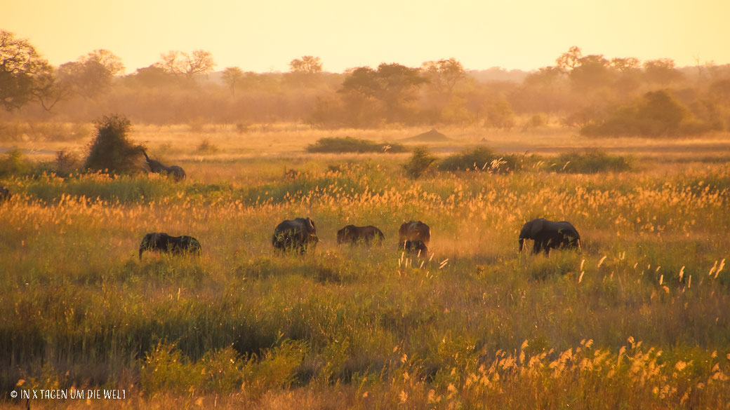 Elefanten, Sonnenuntergang,  Bwabwata Nationalpark, Afrika, Mamibia, Safari