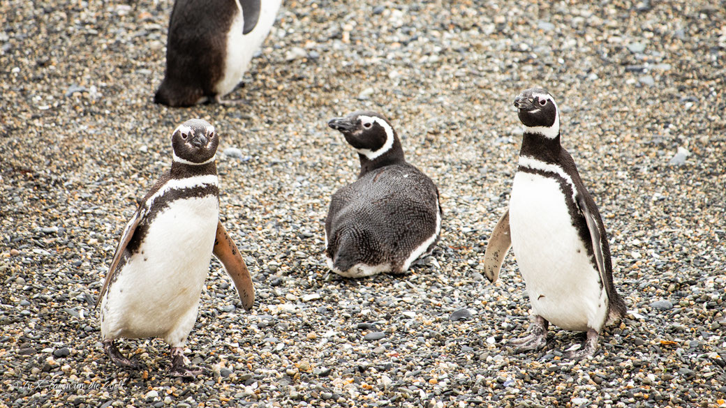 Punta Arenas in Chile – Sehenswürdigkeiten und Ausflüge