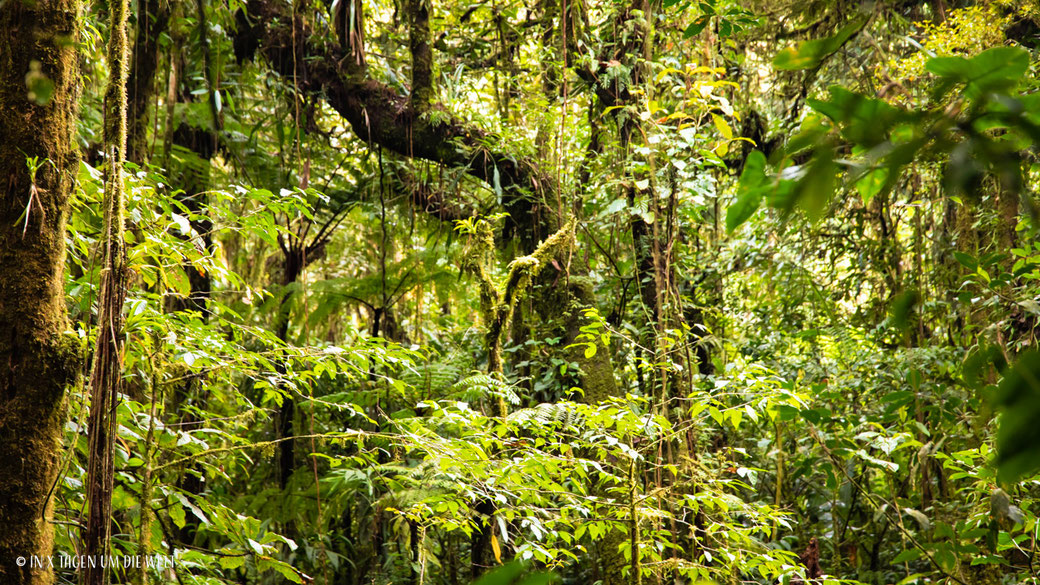 Monteverde Costa Rica