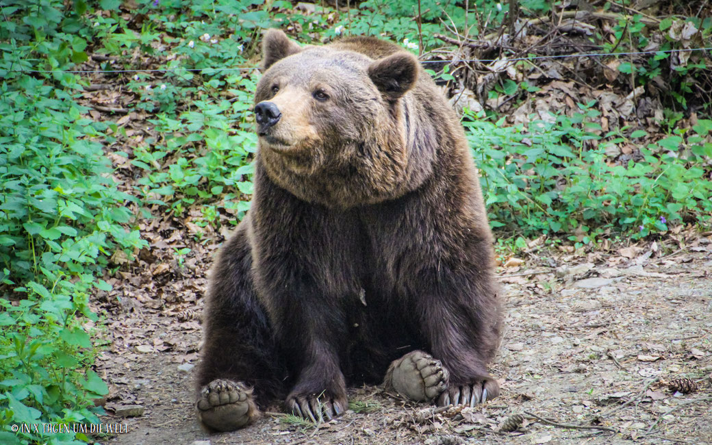 Wildpark Bad Mergentheim