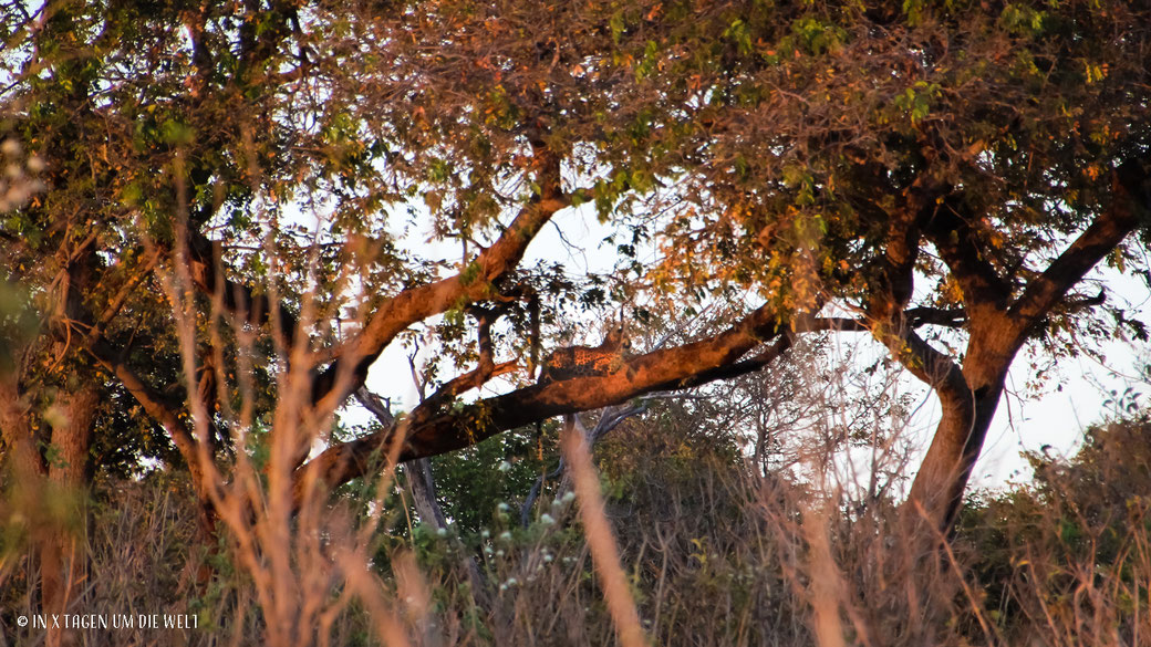 Leopard, Pirschfahrt, Game Drive, Chobe Nationalpark, Botswana,  Safari,  Baum, Versteckt