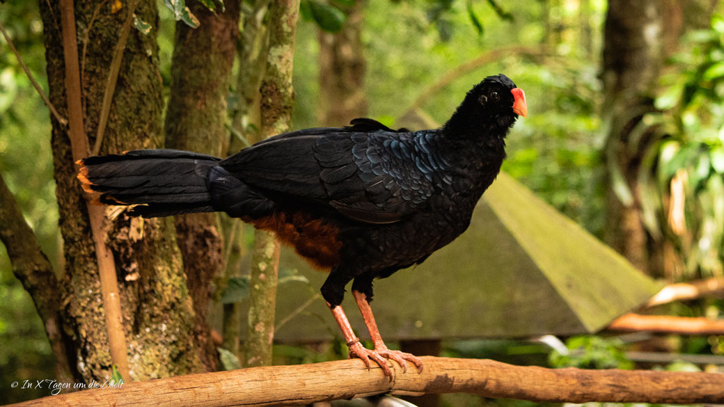 Iguazu Vogelpark Parque das Aves Brasilien