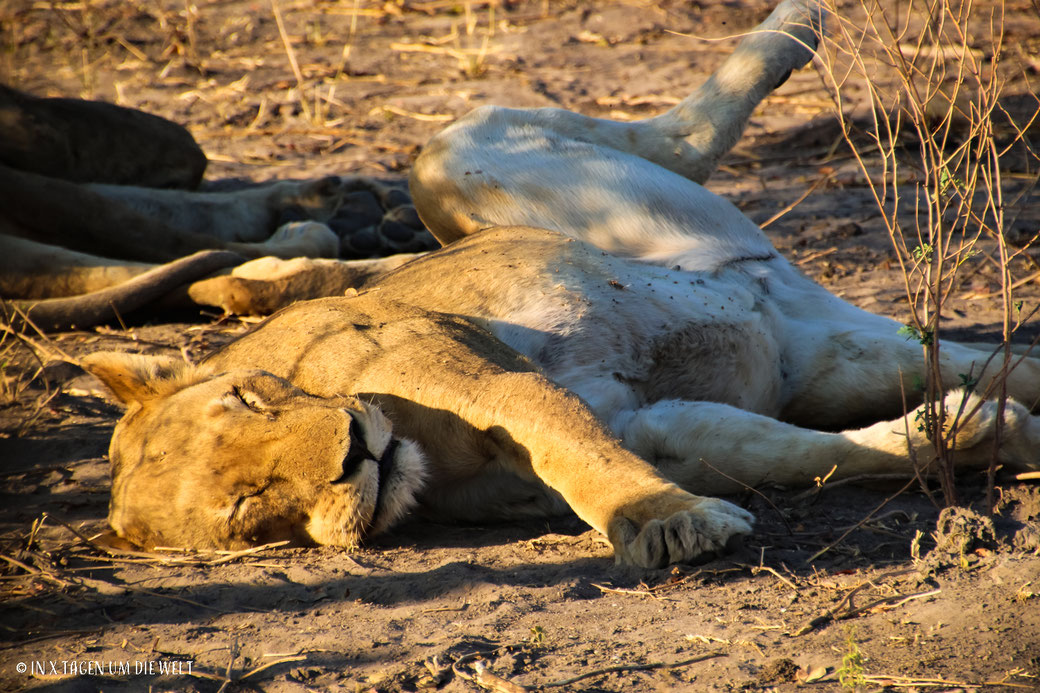 Löwe, faule Katze, Pirschfahrt, Game Drive, Chobe Nationalpark, Botswana, Safari
