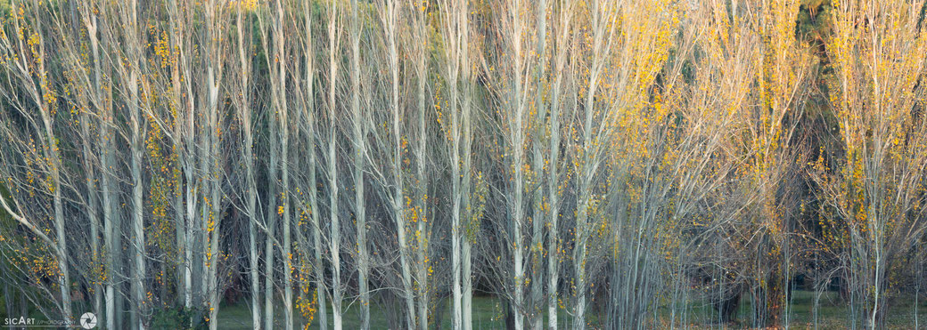 sicArtphotography Australian photography landscape photography Canberra Autumn 