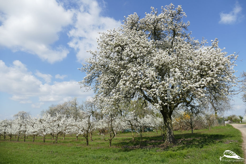 Der Frühling ist da! Kennst Du den Unterschied zwischen einer Birnenblüten und einer Kirschblüte? Zwischen Pflaumenblüte und Pfirsichblüte? Wie wenig wir über unserer eigenen Grundnahrungsmittel wissen, offenbart sich jetzt.