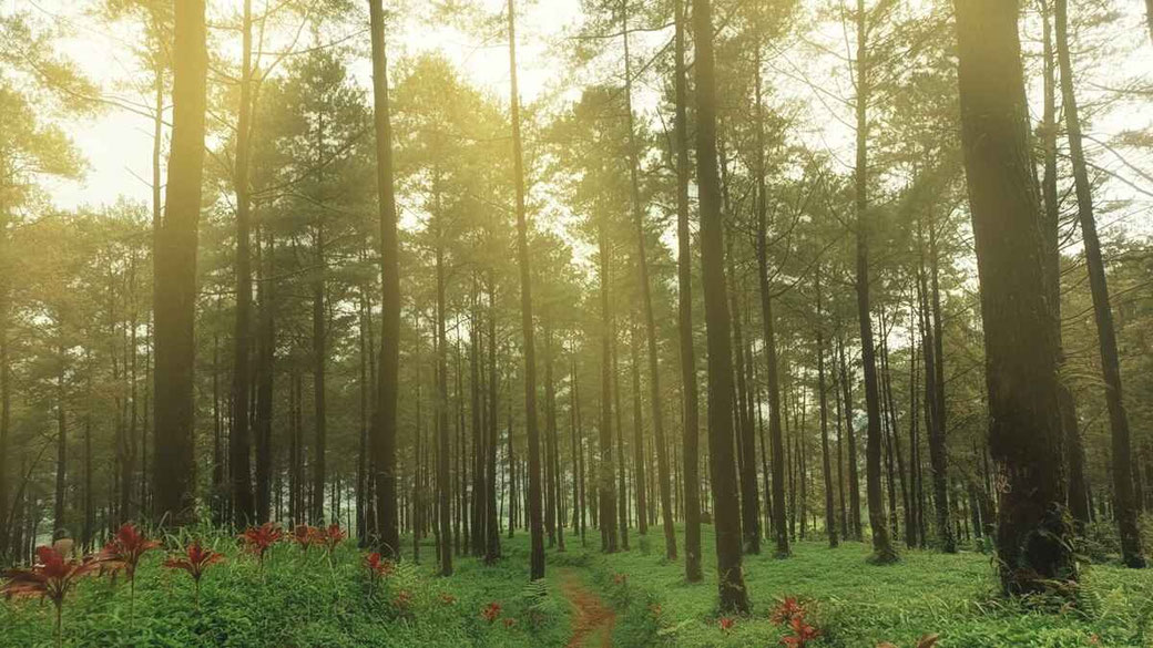 Baturraden