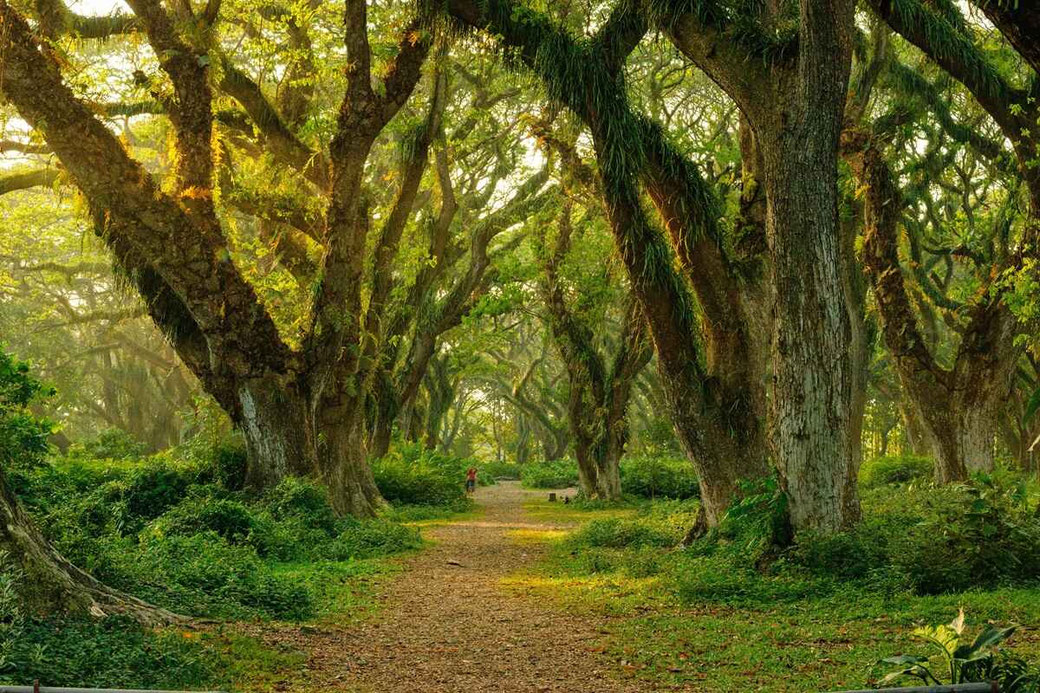 Banyuwangi De Djawatan Forest