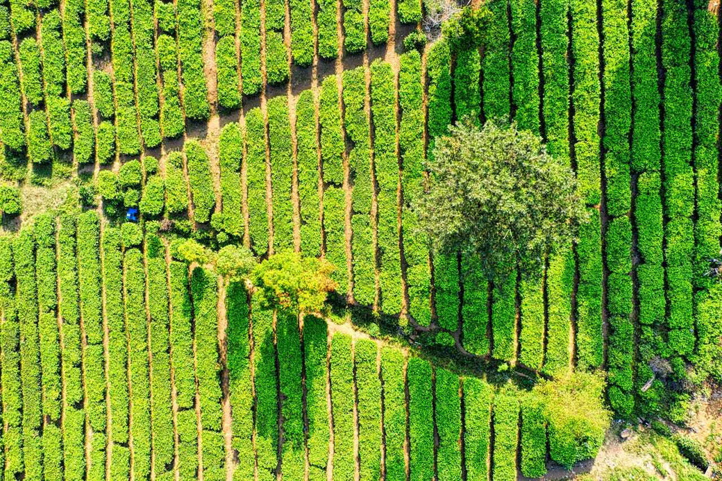 Java tourism