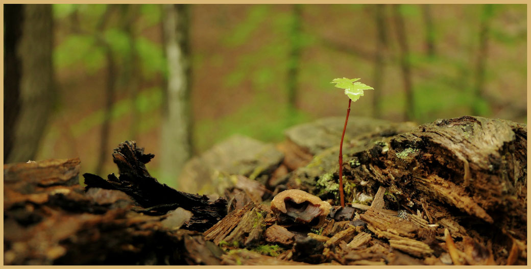 Ein kleiner Baumkeimling wächst aus dem Waldboden zwischen Aststückchen und Humus aus einem toten umgestürzten Baum. Das Licht im Wald ist grünlich, die Athmosphäre wirkt warm und fruchtbar.
