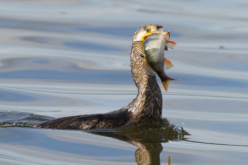Naturgetreue Wildlife Fotografie Berlin und Brandenburg mit Sven Budberg.