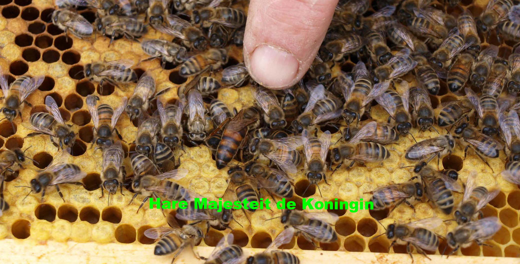De bijenkoningin te midden van andere bijen.