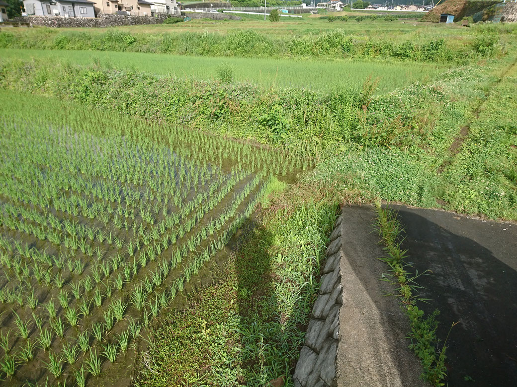 21-6高森町草刈り施工前