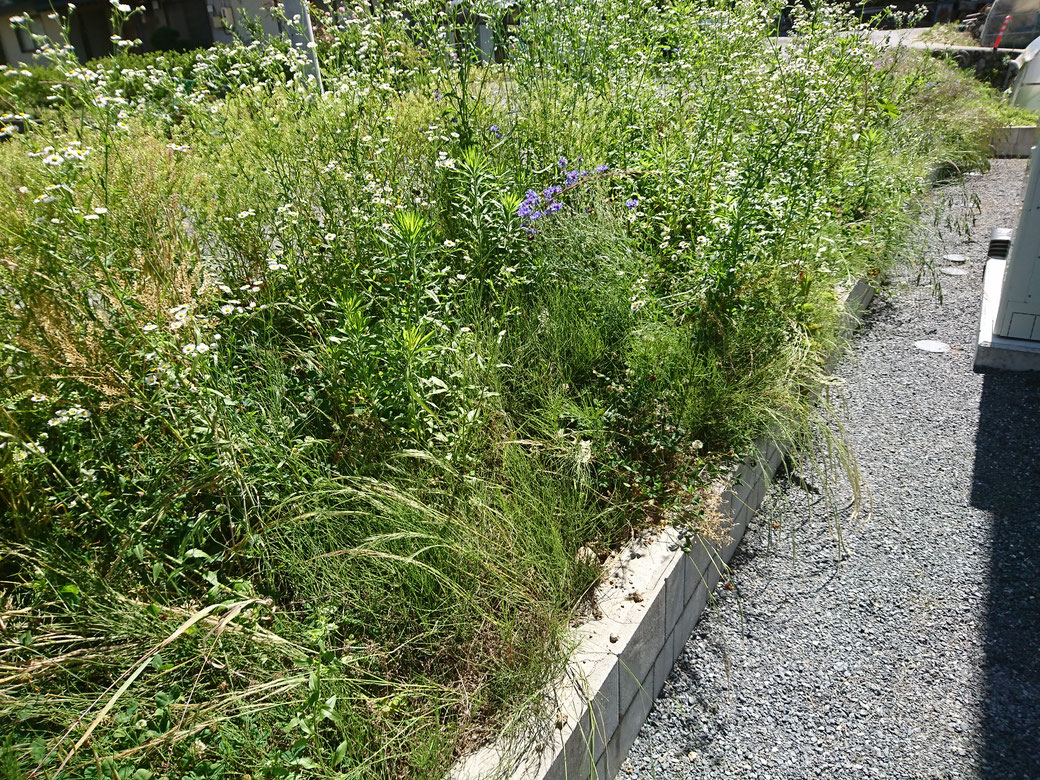 喬木村草刈り20190625Ｂ