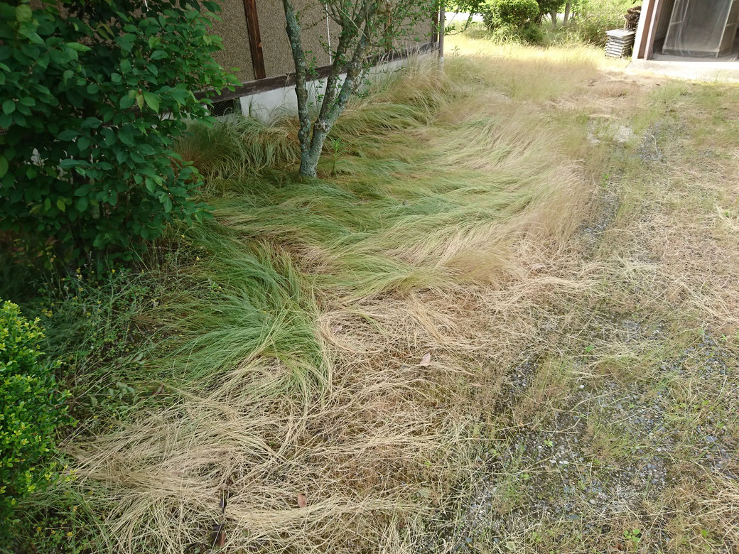 飯田市草刈り20190614Ｂ