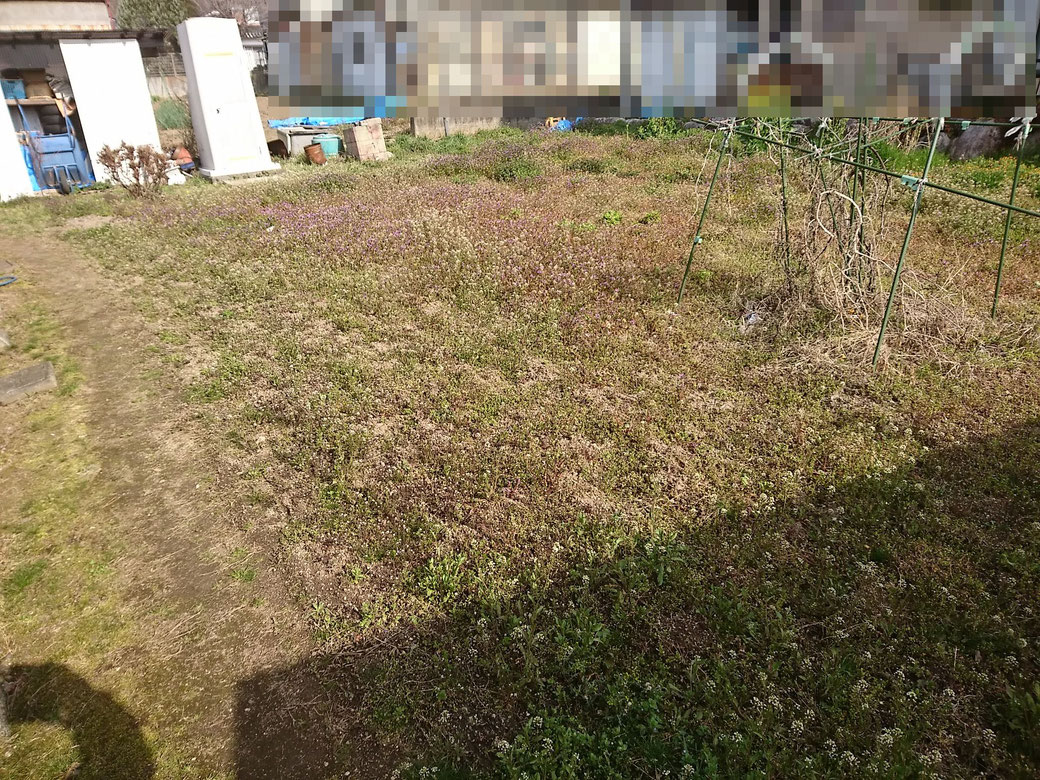 松川町　草刈り　20190406施工前