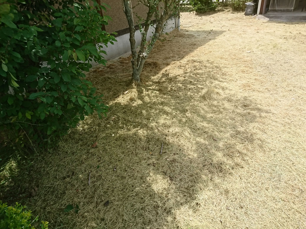 飯田市草刈り20190614Ａ