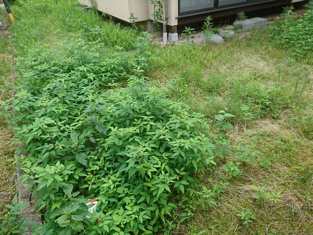 飯田市草刈り20190713Ｂ