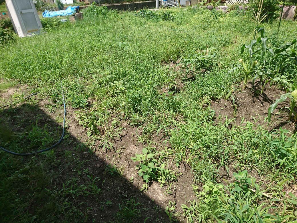 松川町草刈り20190723Ｂ