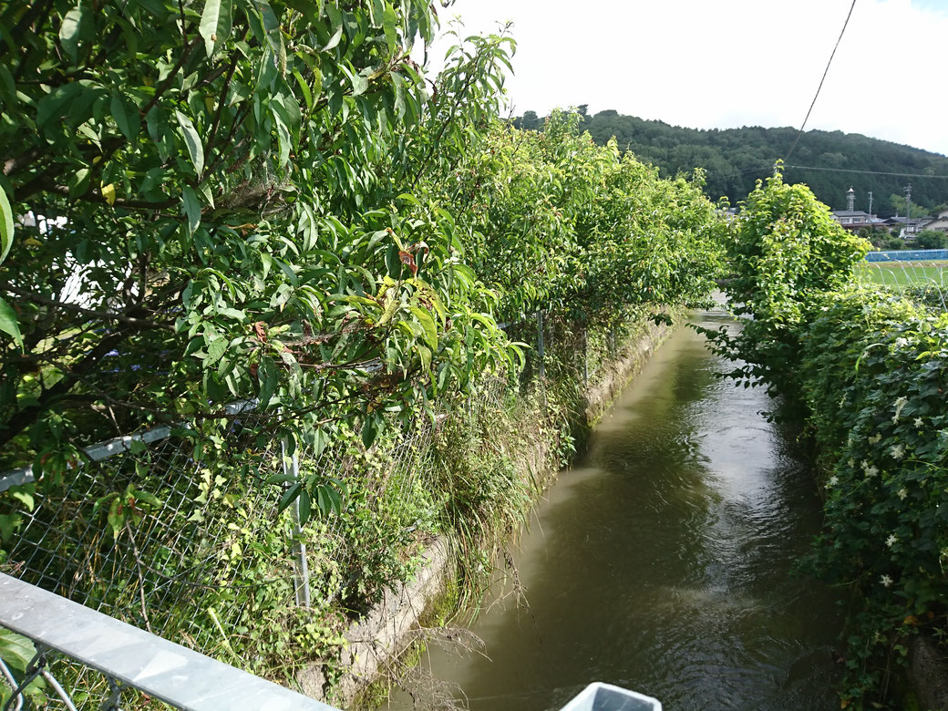 高森町伐採20190710Ｂ