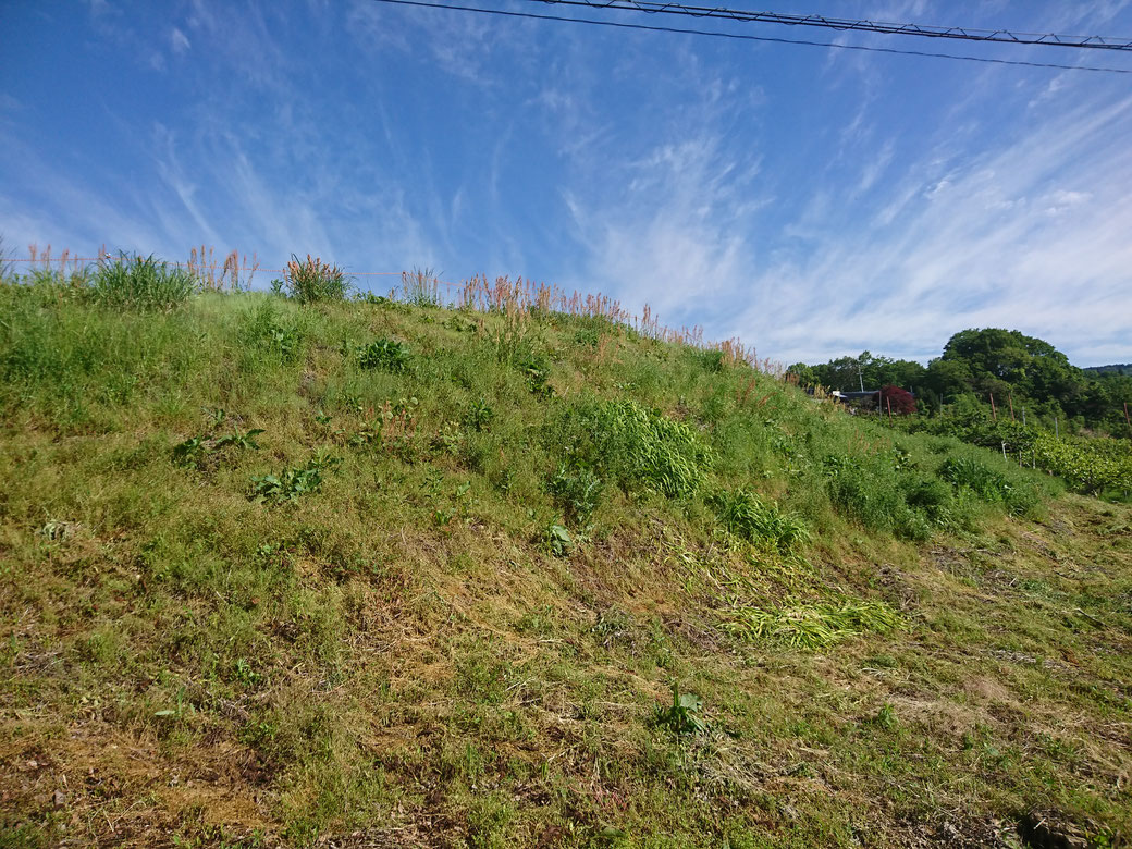 20190522高森町草刈りＢ