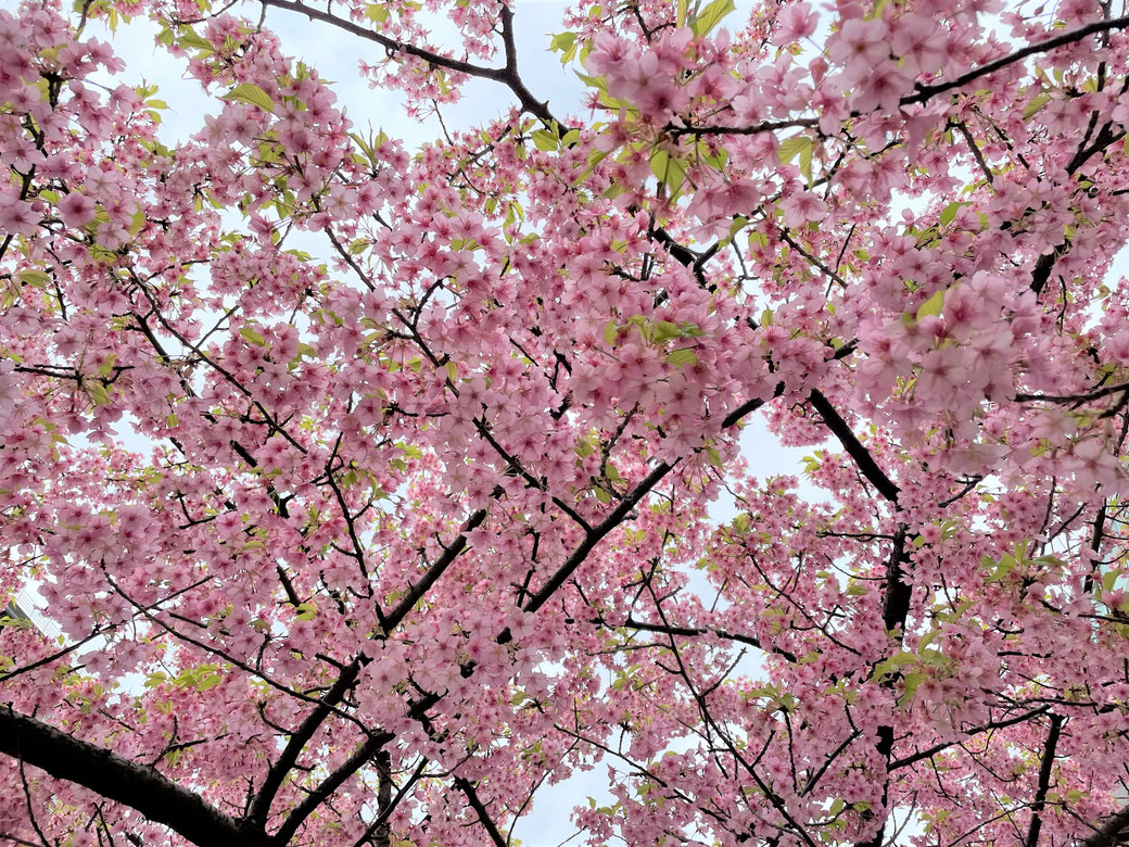 会場の隣の公園に咲いていた満開の桜です
