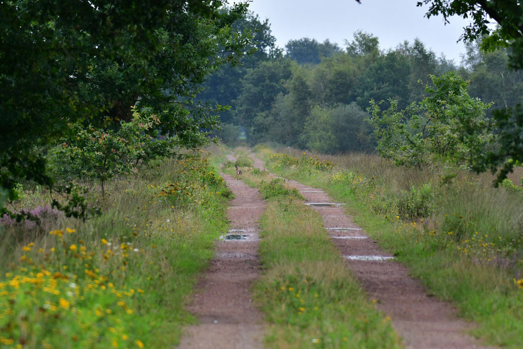 Moorweg mit flüchtendem Hasen