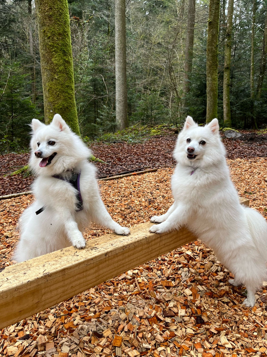 Yuki und Fanny Japanspitz Hunde, Training Hund mit Christian Wirz Personalcoach