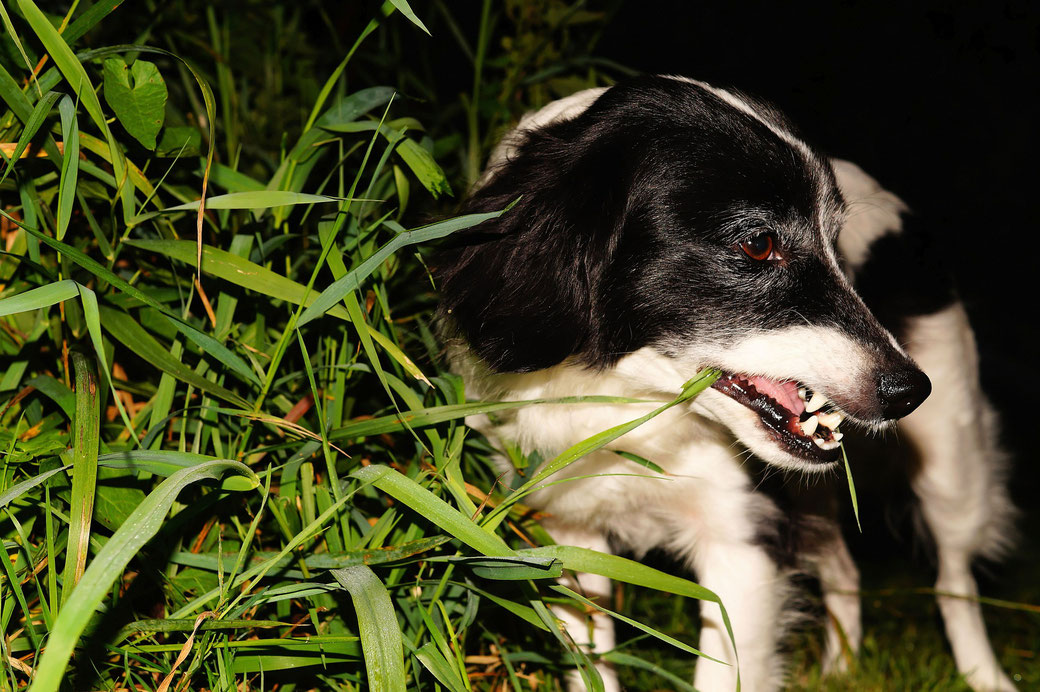 Mel Koring Hundetrainer - Hundeschule Stuttgart