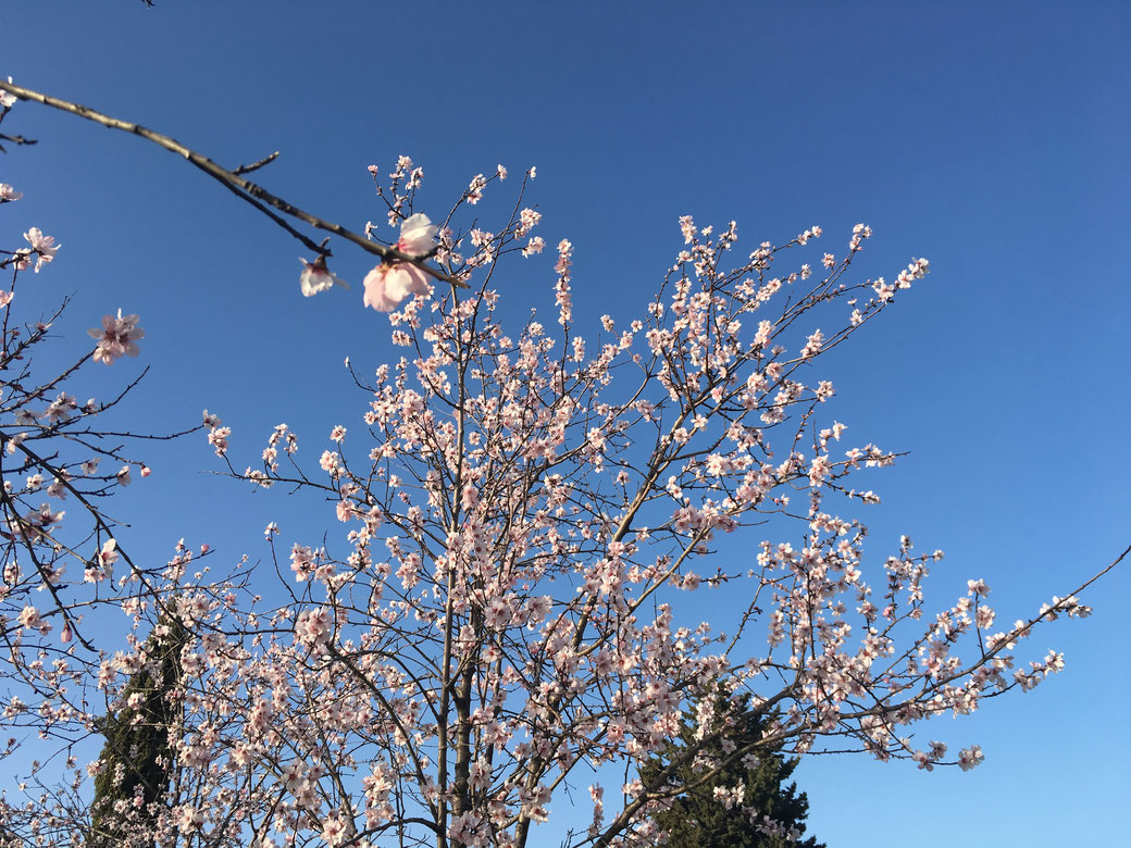 Eine Frühlings-Reise nach Rom 