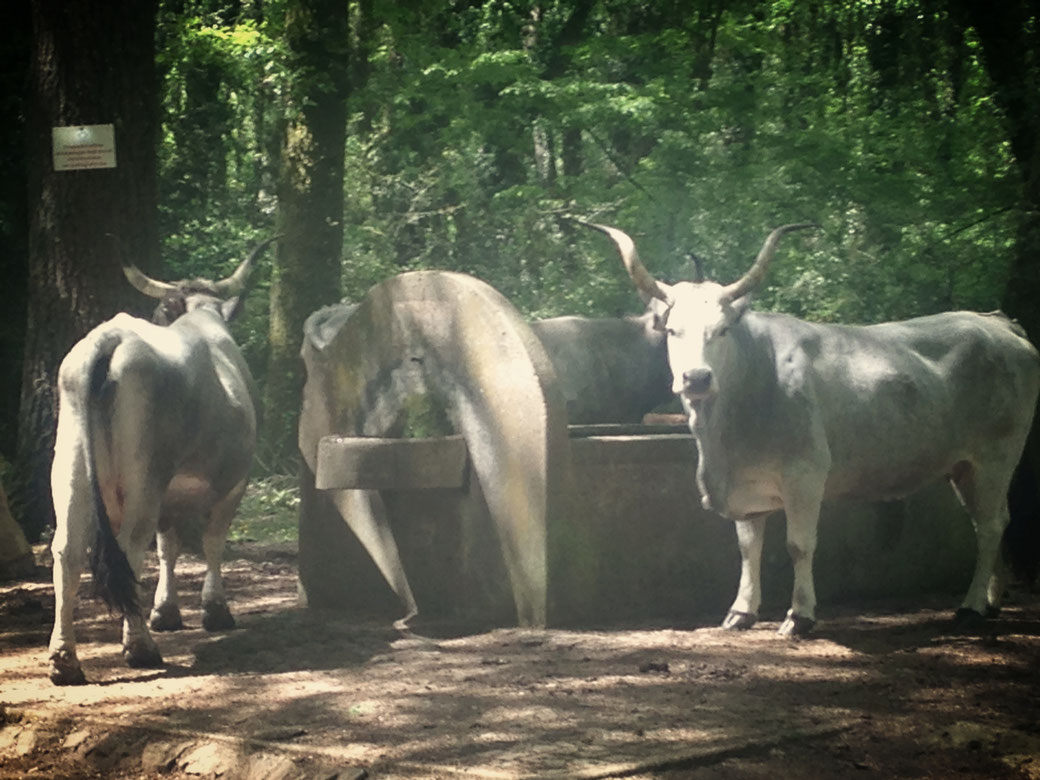 Ganz schön imposant - die frei lebenden Rinder im Bosco Macchia Grande in Manziana 