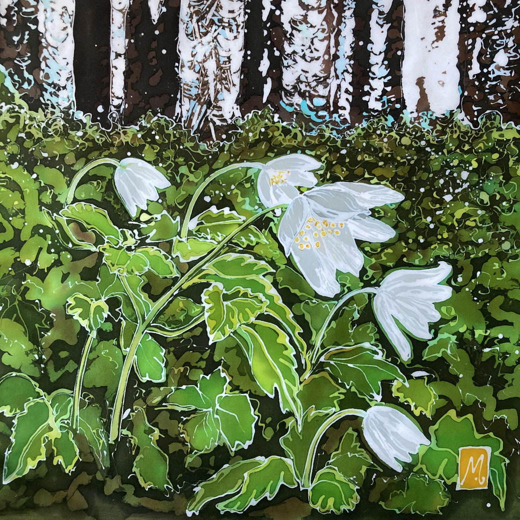 Wood Anemones and morning light