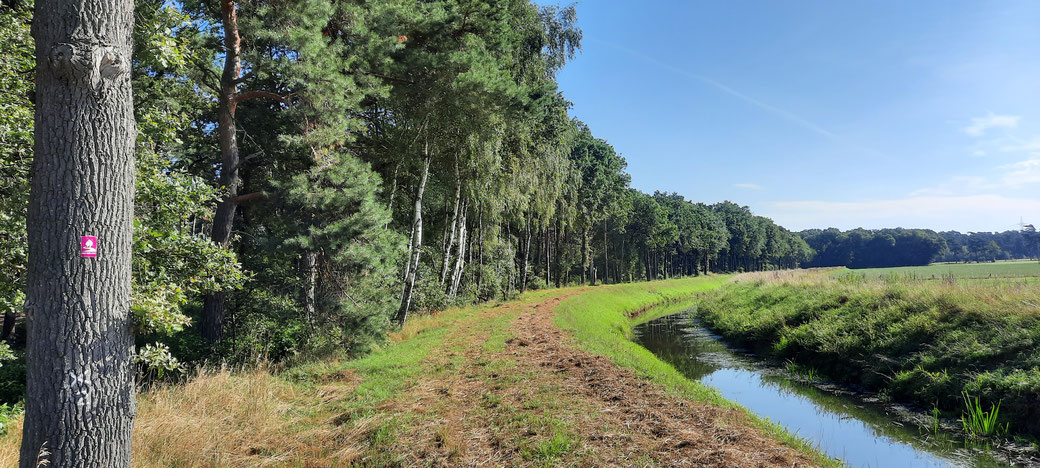 Naturnah wandern auf Wegen und Pfaden, hier entlang der Issel am Waldesrand