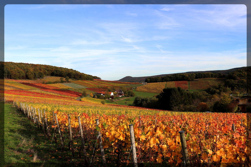 Ganz rechts im Bild erahnen wir noch Försters Weinterrassen, schöner Blick über die herbstlich verfärbten Reben auf dem Rotweinwanderweg