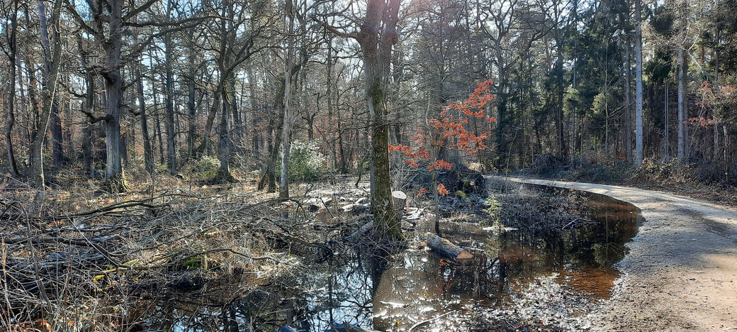 Befestigte Wege durch morastigen Wald. Dies ist wohl nur der starken Regenfälle der vergangenen Woche geschuldet.