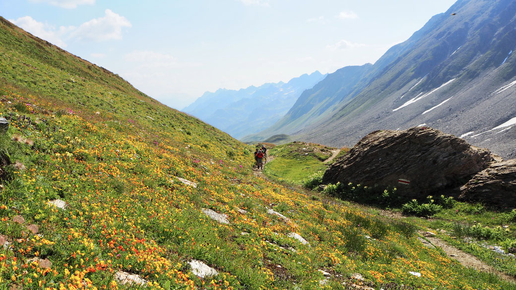 Blumenpracht im Val Corno