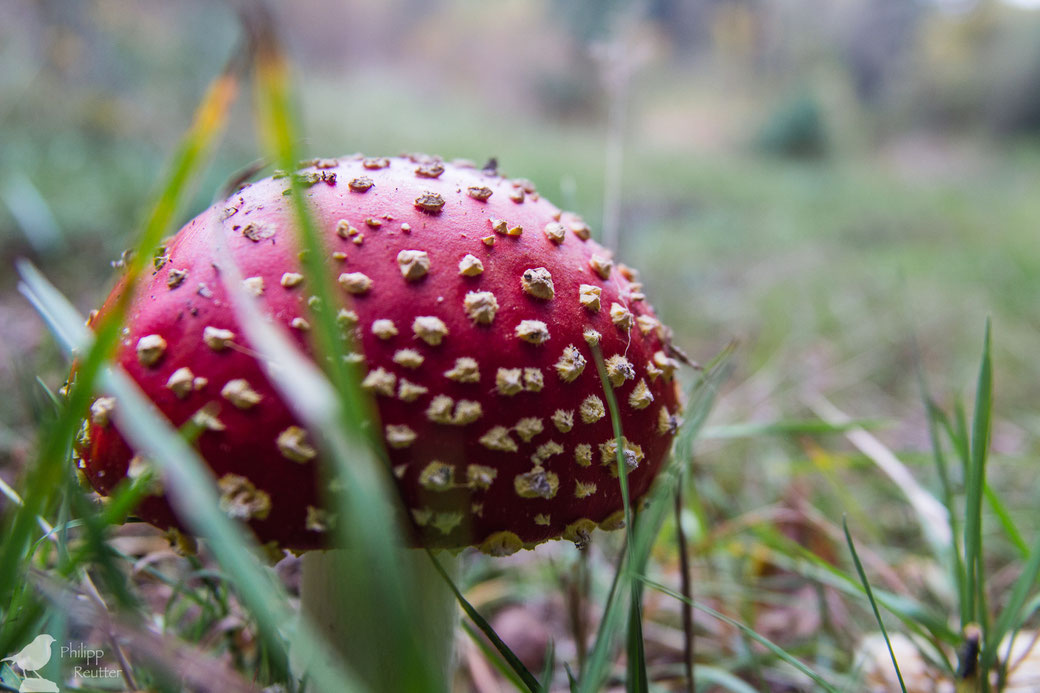 Amanita muscaria Fliegenpilz