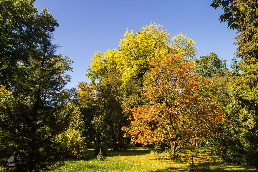 Herbst im botanischen Garten der Universität Mainz