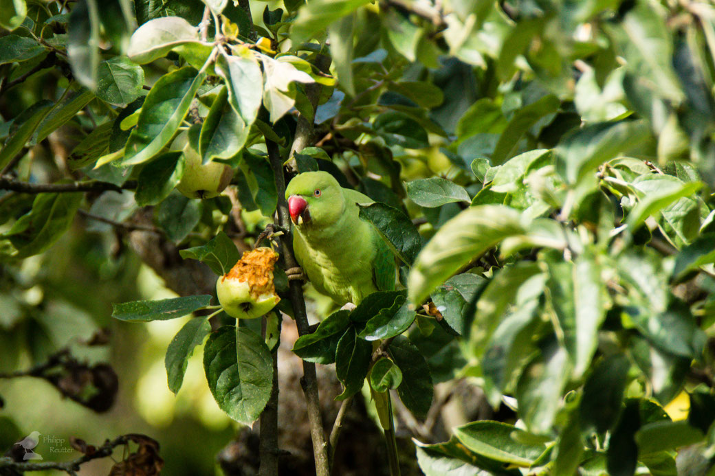 Halsbandsittich im Baum mit Apfel