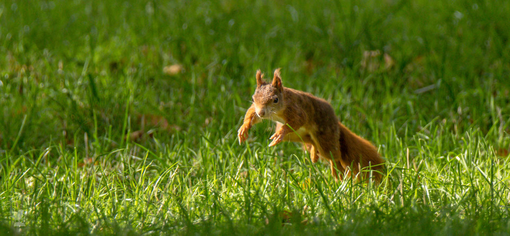 Eichhörnchen im Sprung auf der Suche nach Nüssen für den Winter (Sciurus vulgaris)